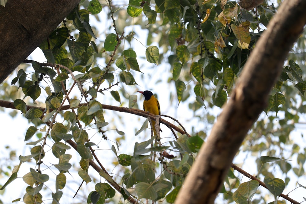 a bird perched on a tree branch