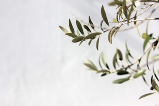 a branch with leaves