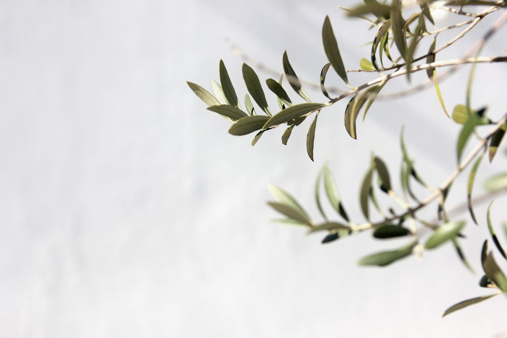 a branch with leaves