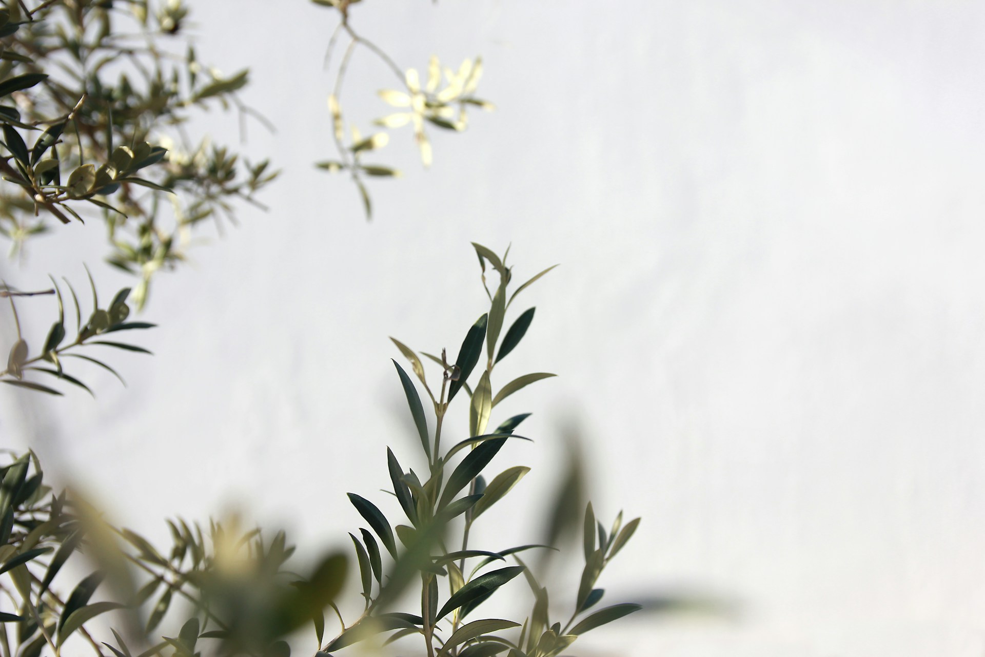 a close up of a plant