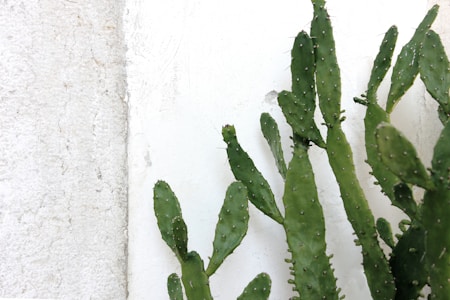 A cluster of green cactus plants with elongated and flat pads, adorned with small spines, is placed against a textured white wall. The contrast between the vibrant green of the cactus and the subtle, rough texture of the wall creates a striking visual.
