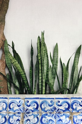 Several tall, green snake plants with long, narrow leaves rise from a decorative planter. The planter features intricate blue and white tilework with ornate swirling patterns, while a tree trunk is partially visible to the side. A plain, off-white wall in the background provides contrast to the vibrant greens and blues.