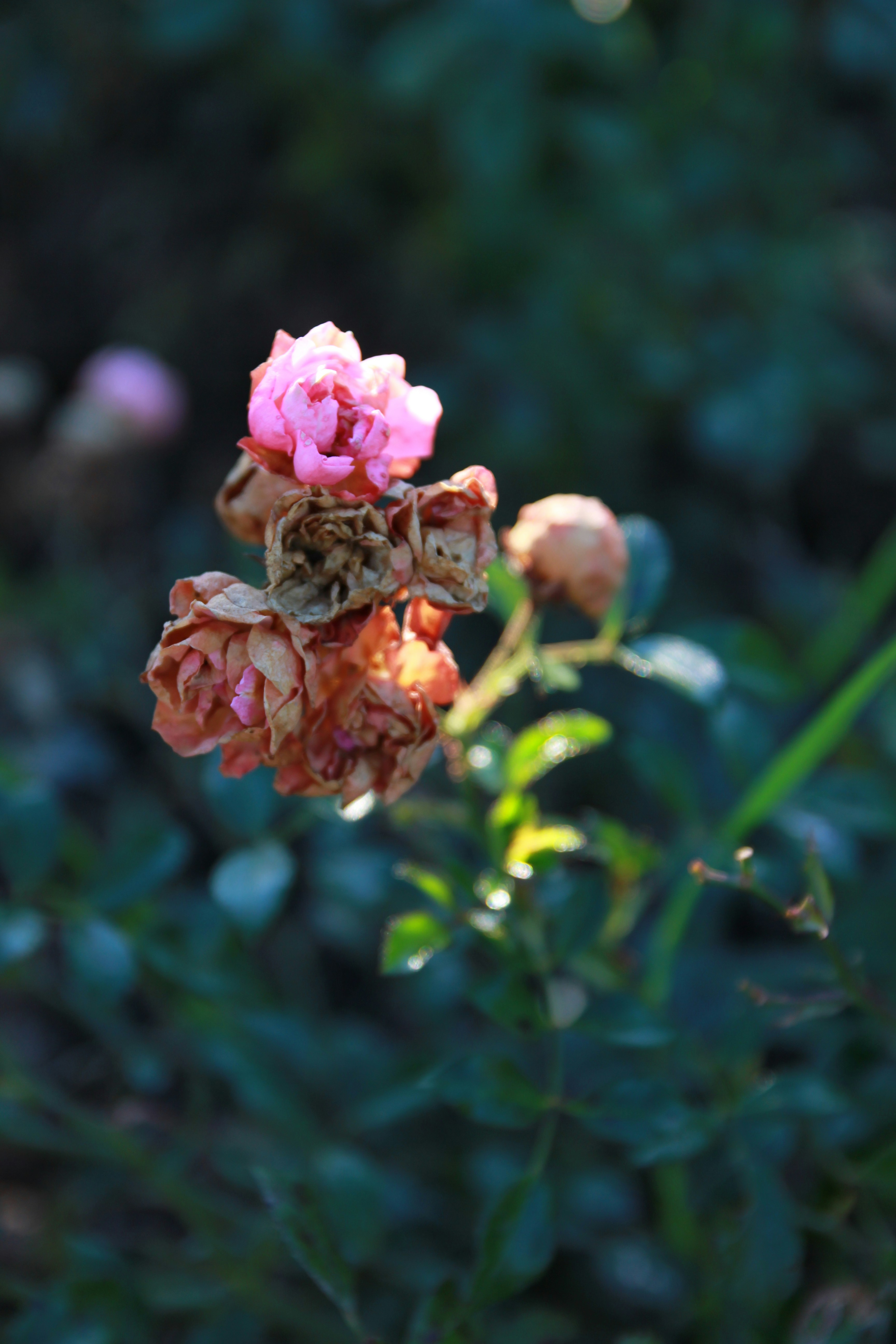 Photo by angelekamp