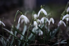 a close up of white flowers
