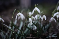 a close up of white flowers