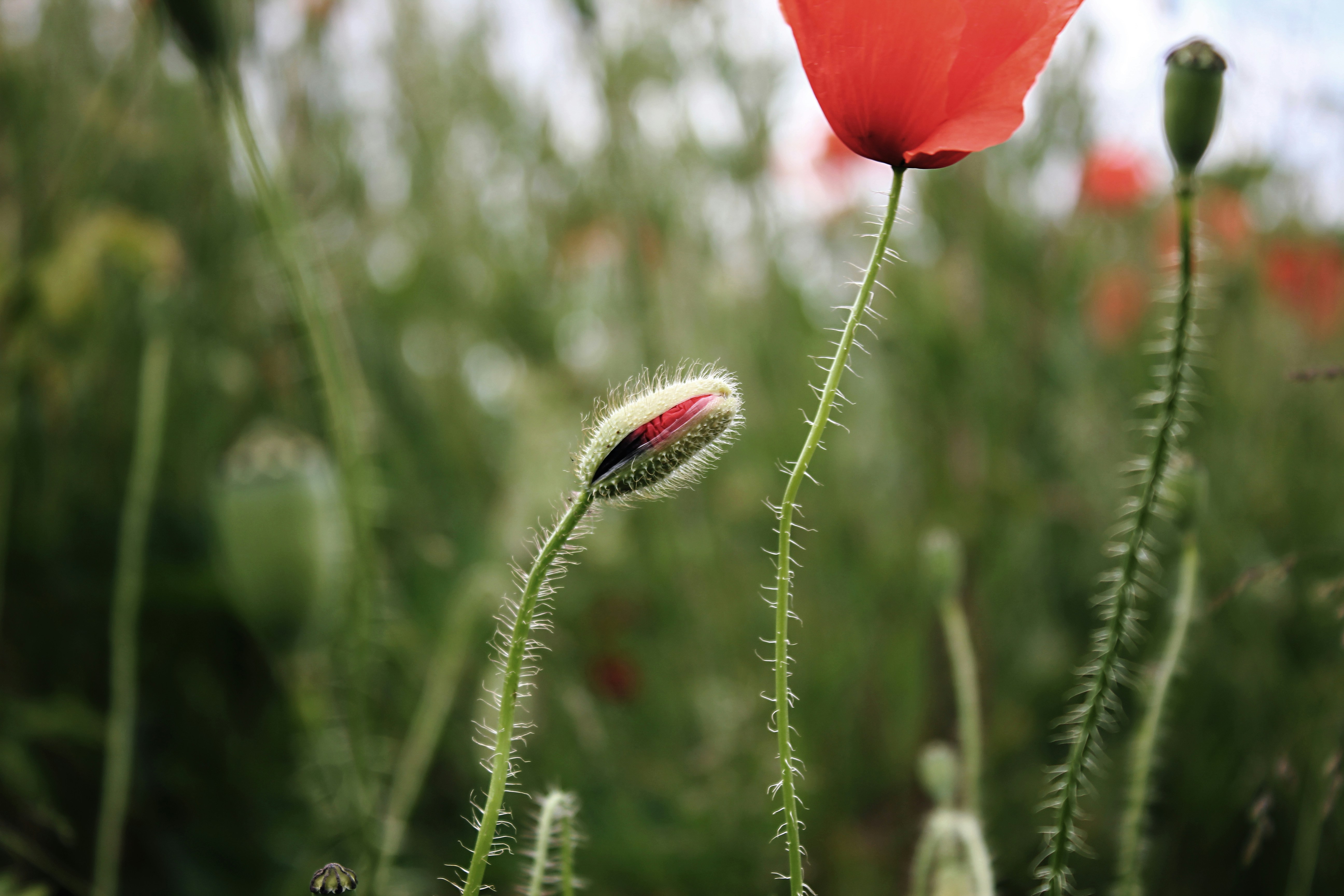Photo by angelekamp