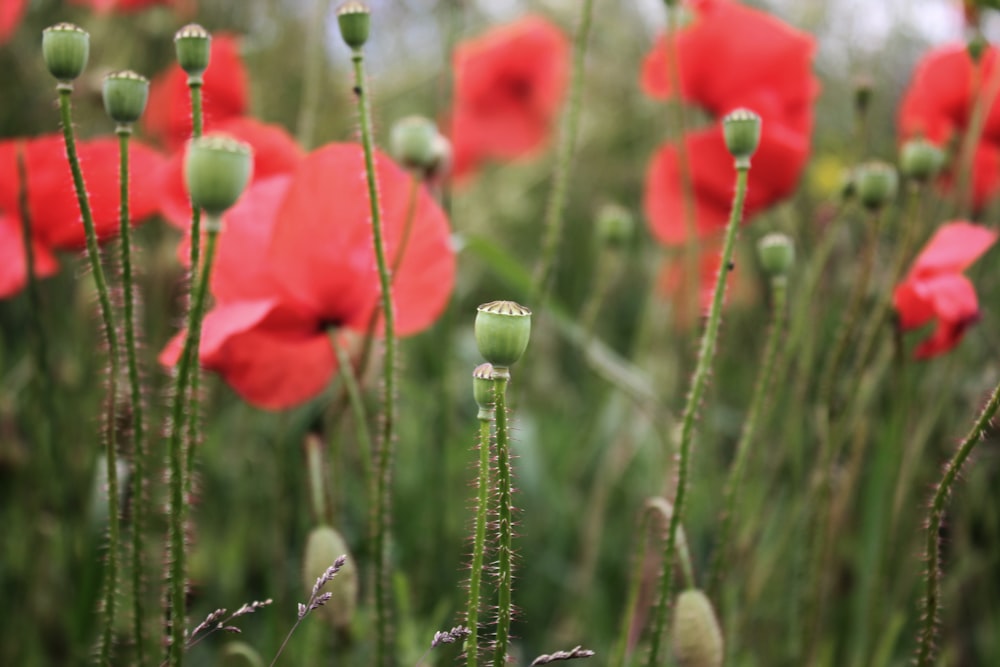 un gros plan de quelques fleurs