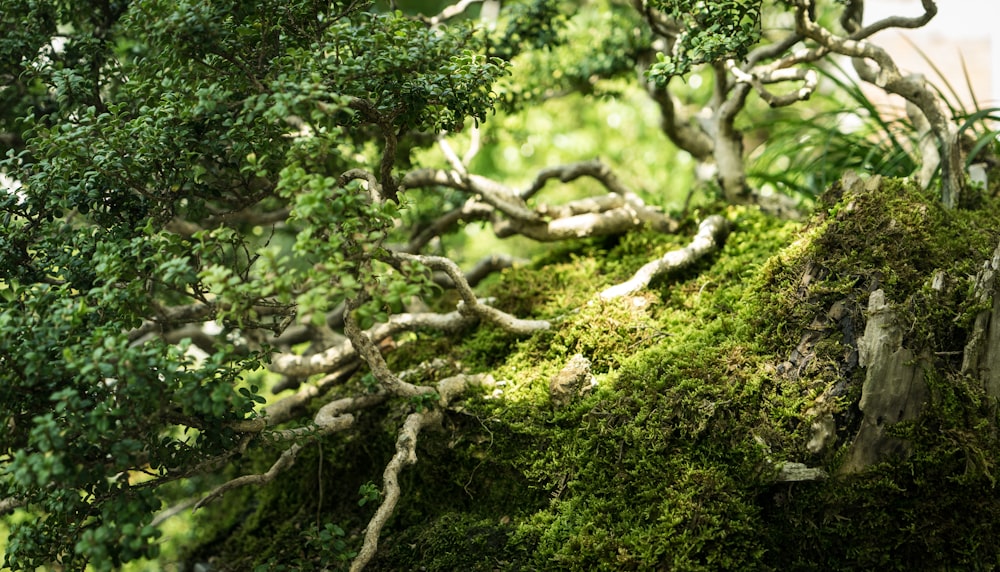 a group of trees