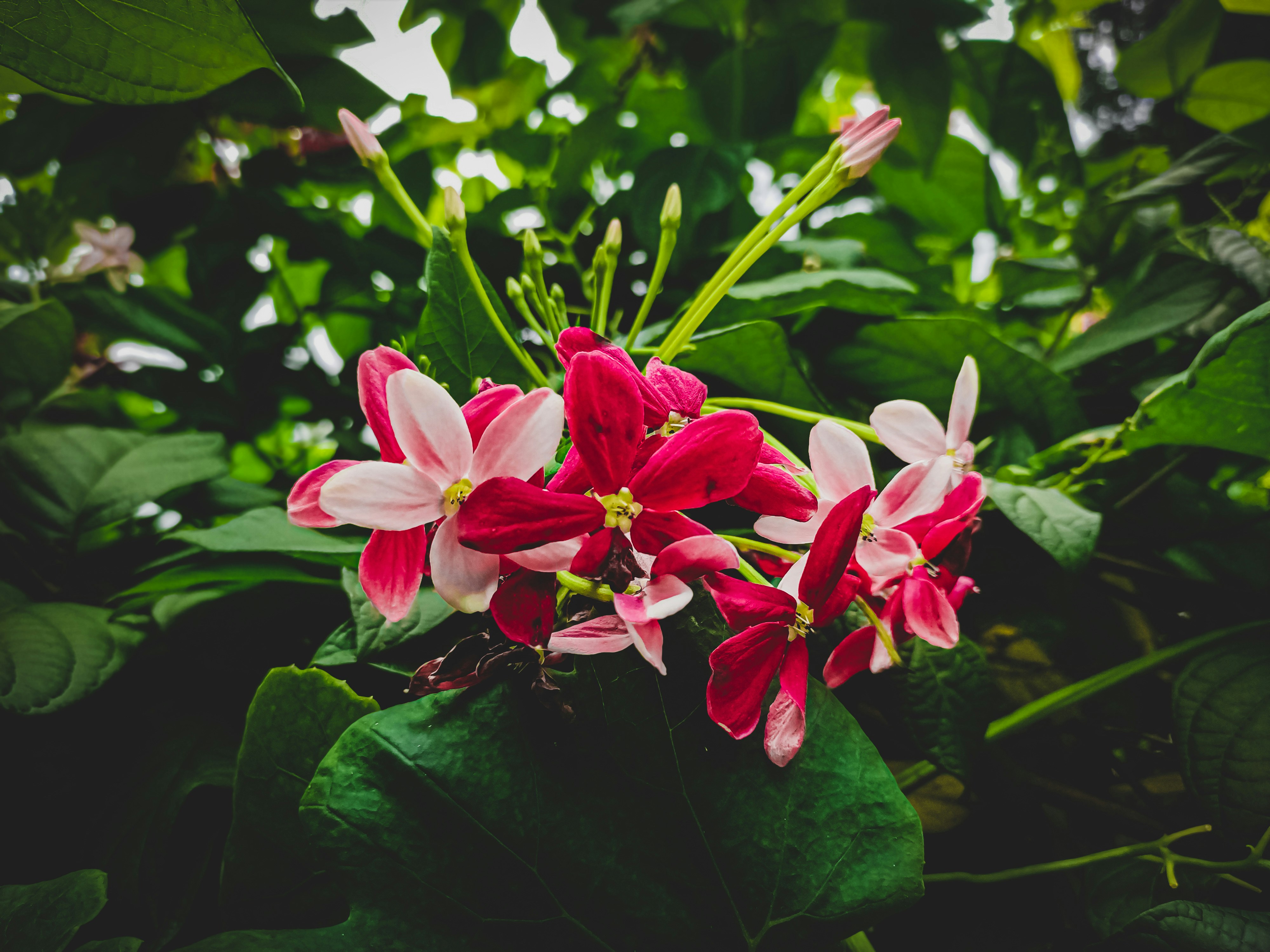 Photo by sujatmahmud01