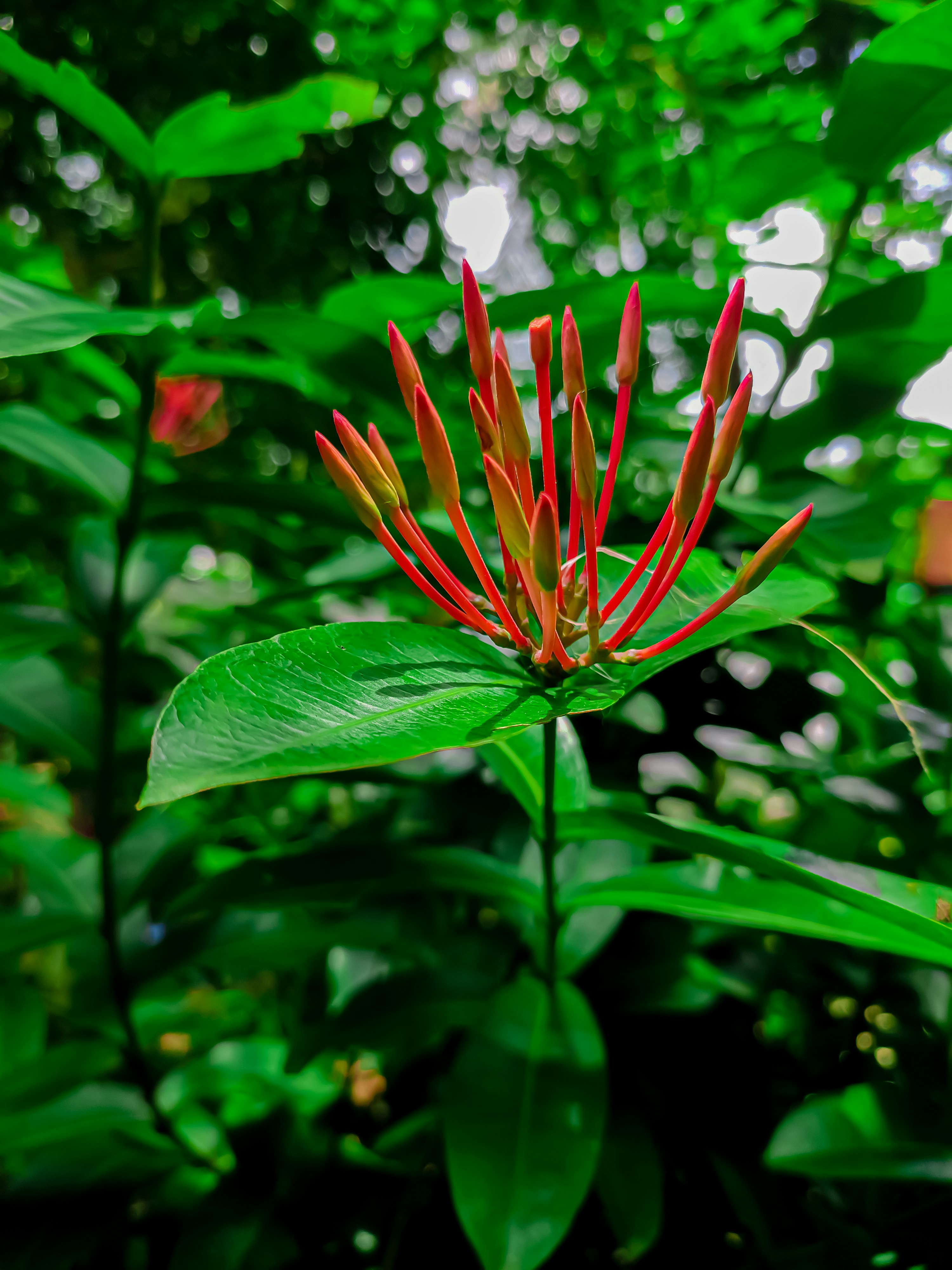 Photo by sujatmahmud01