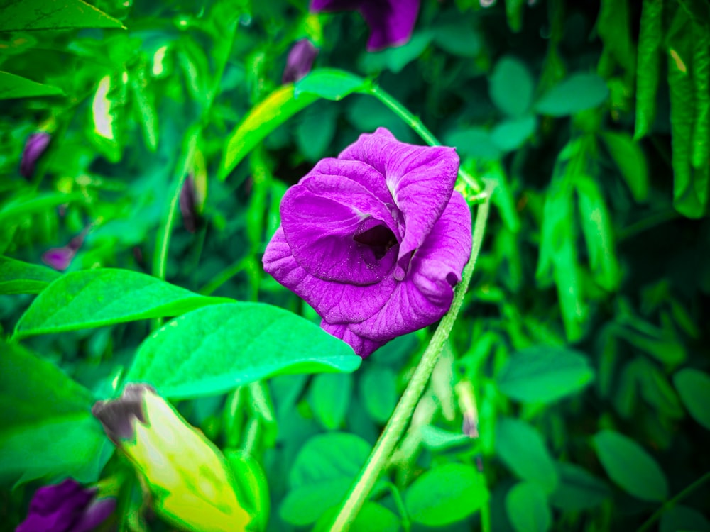 a purple flower surrounded by green leaves