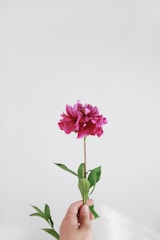 A vivid pink flower with lush petals held in a hand against a plain light background, featuring green leaves along its stem.