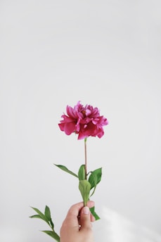 A vivid pink flower with lush petals held in a hand against a plain light background, featuring green leaves along its stem.