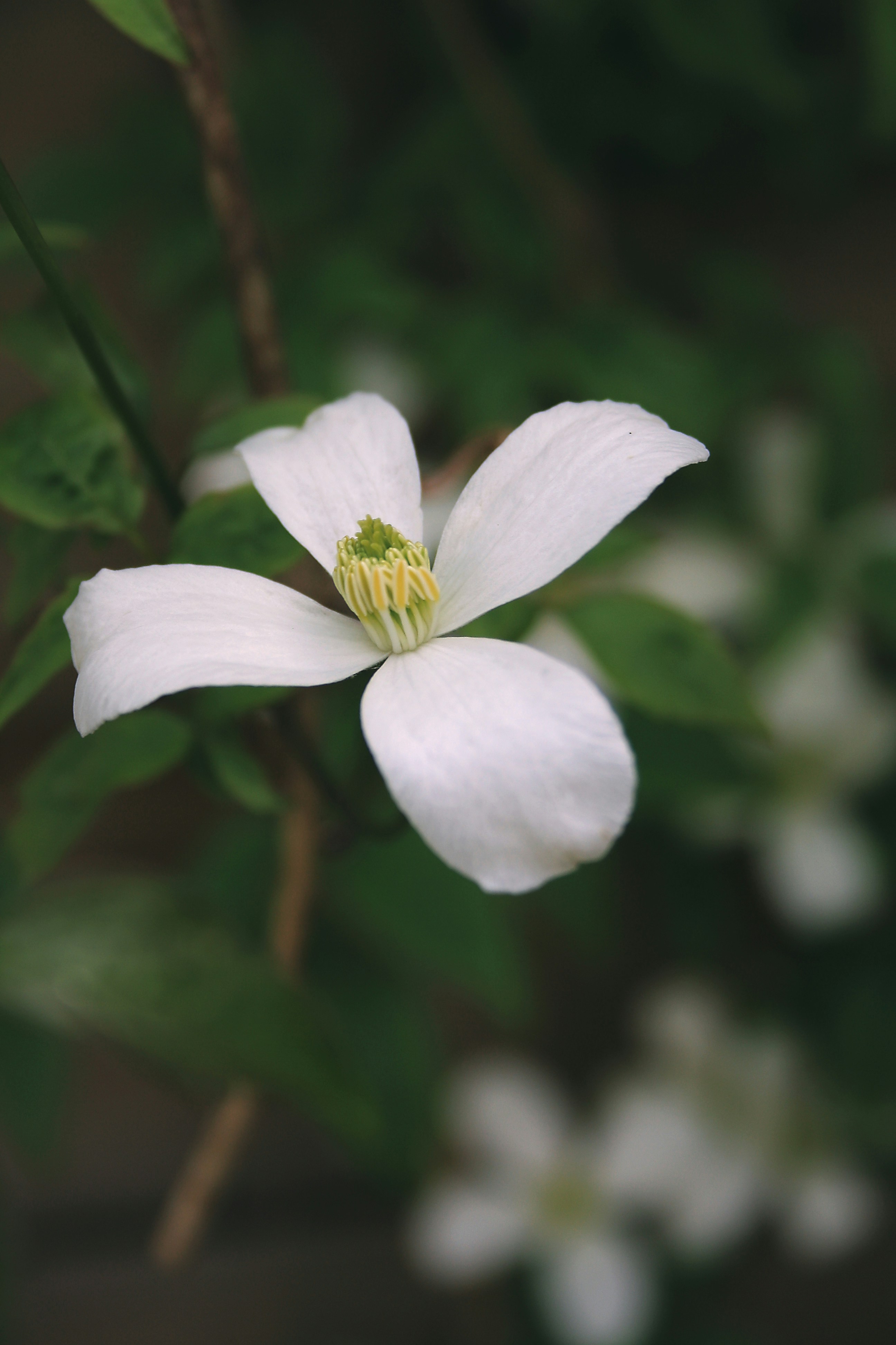 中央が黄色の白い花の写真 – Unsplashの花の無料画像