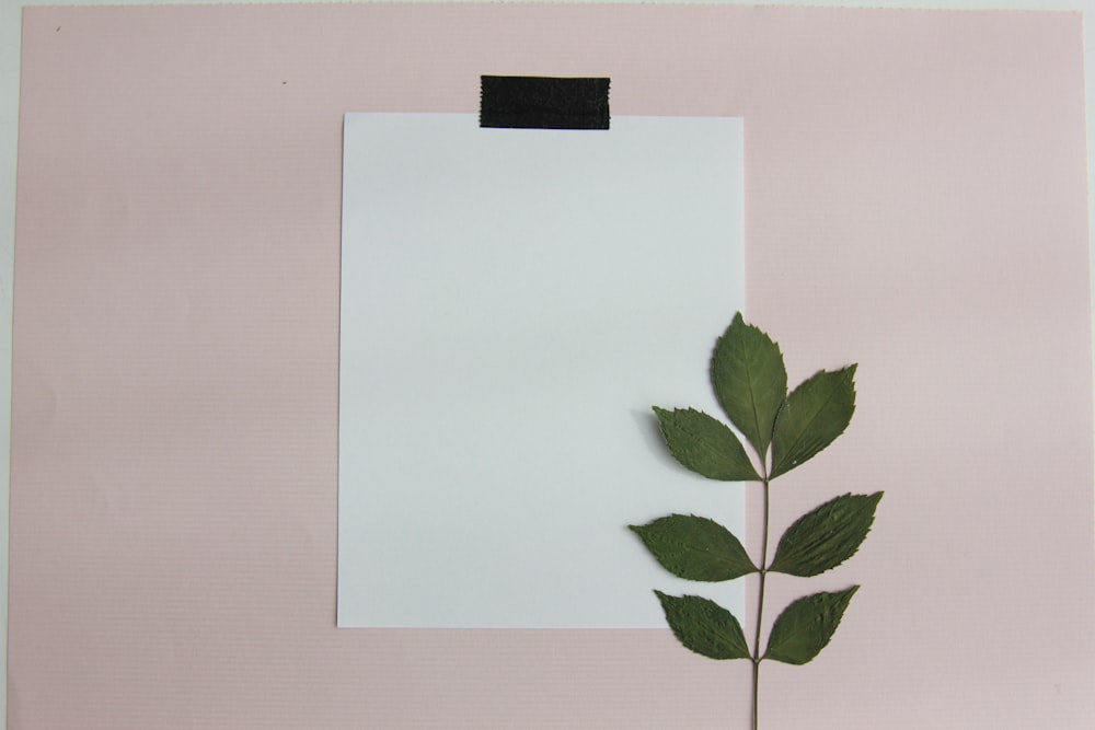 a white board with a plant on it