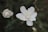 a close up of white flowers