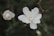 a close up of white flowers