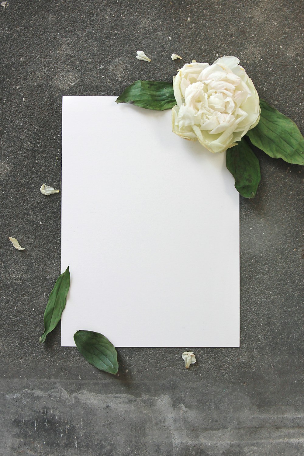 a white rose on a white square
