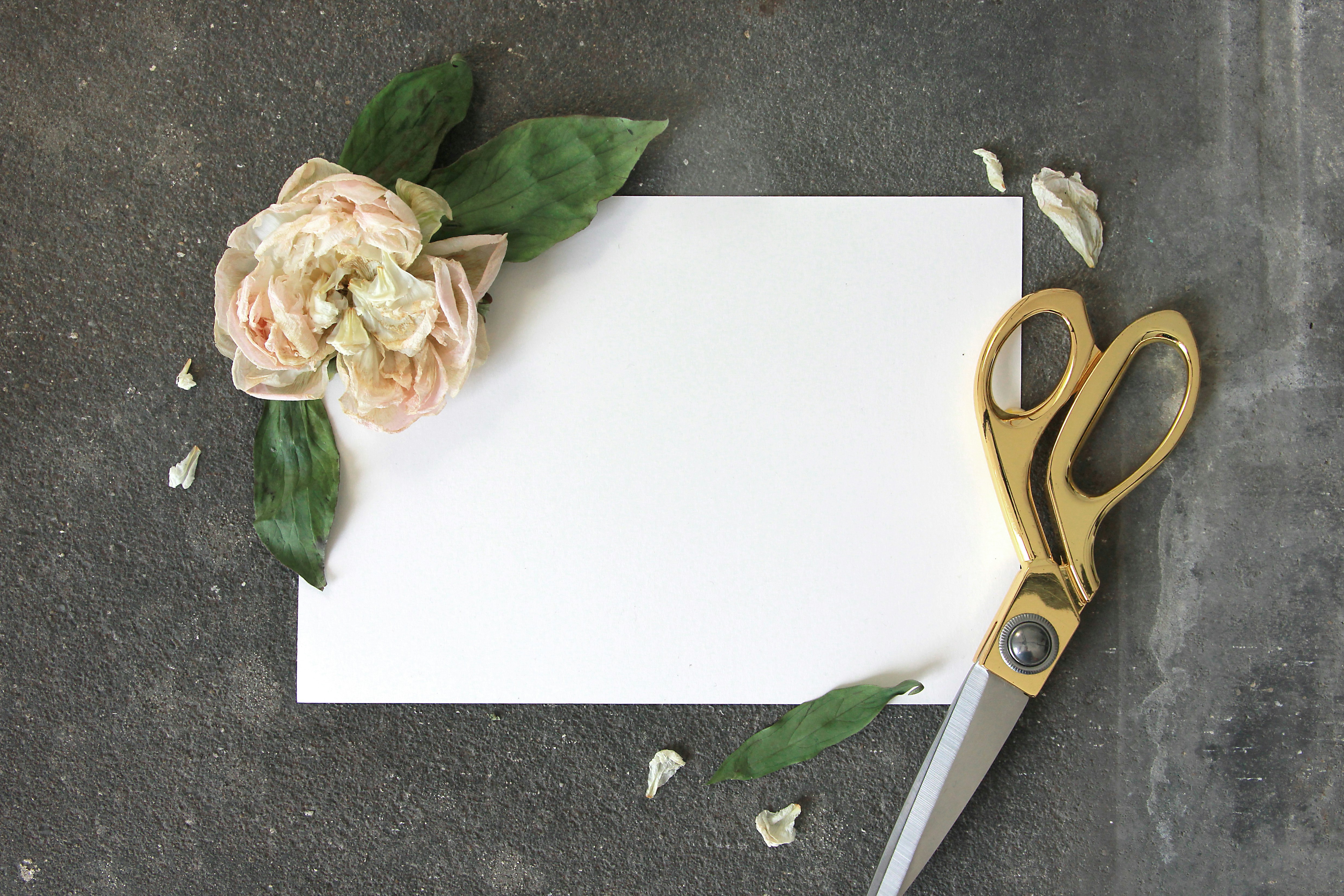 시서스 가위다이어트와 시서스2500, 시서스로우 제품 특징 비교