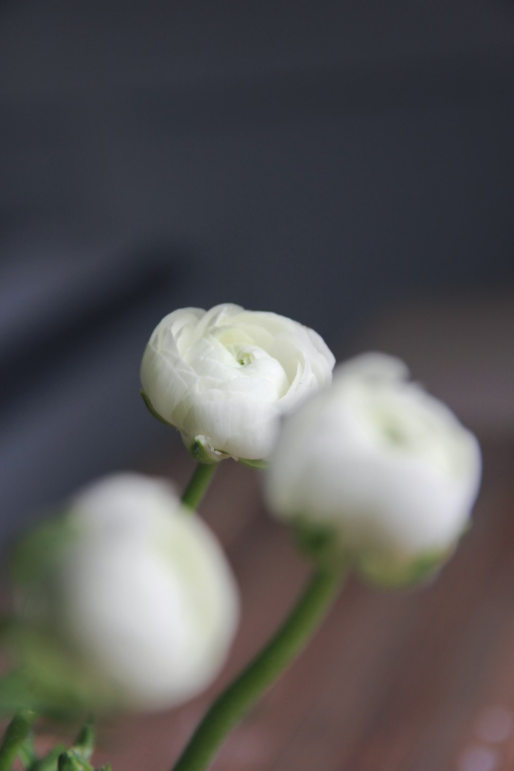 close up of white flowers