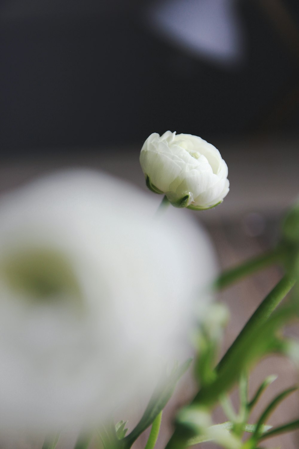 a white flower on a plant