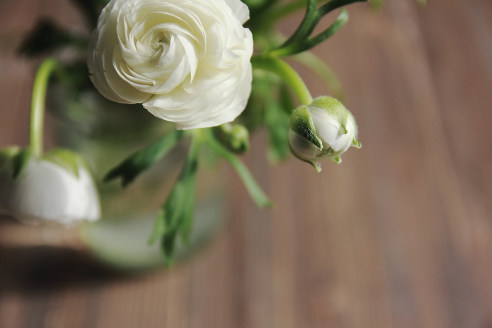 a close up of a white rose