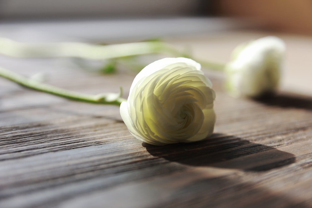 a close-up of some garlic