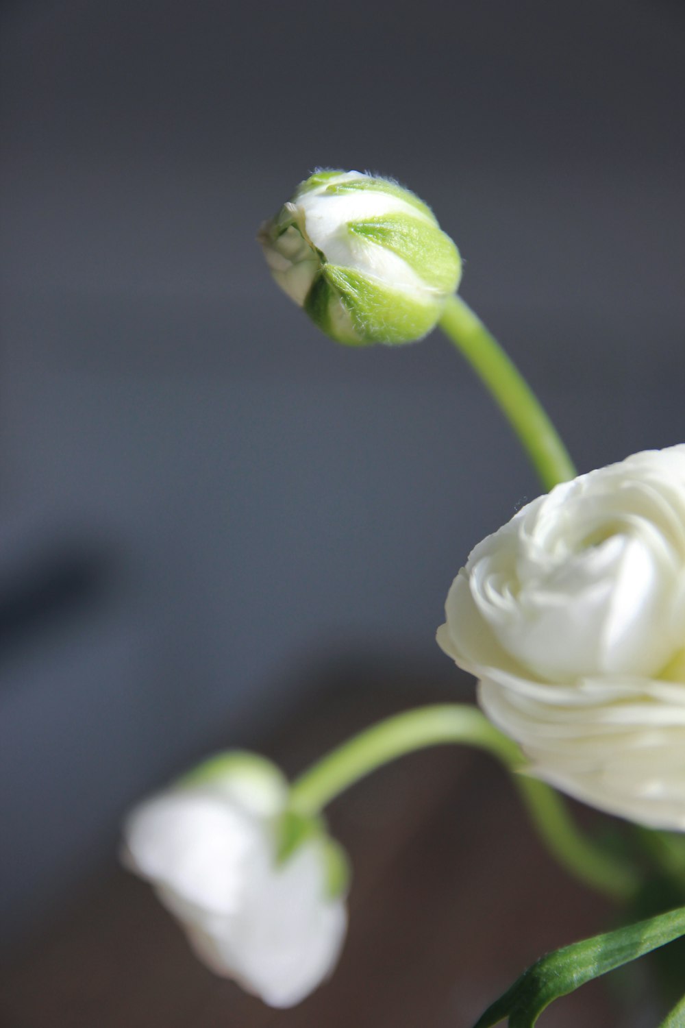 a close up of a flower