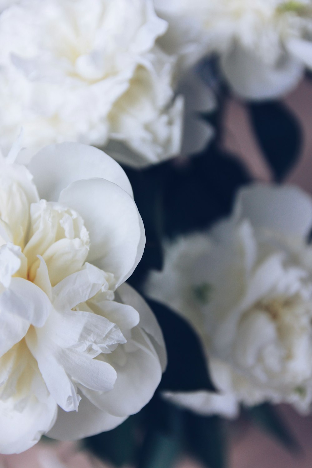 close up of white flowers