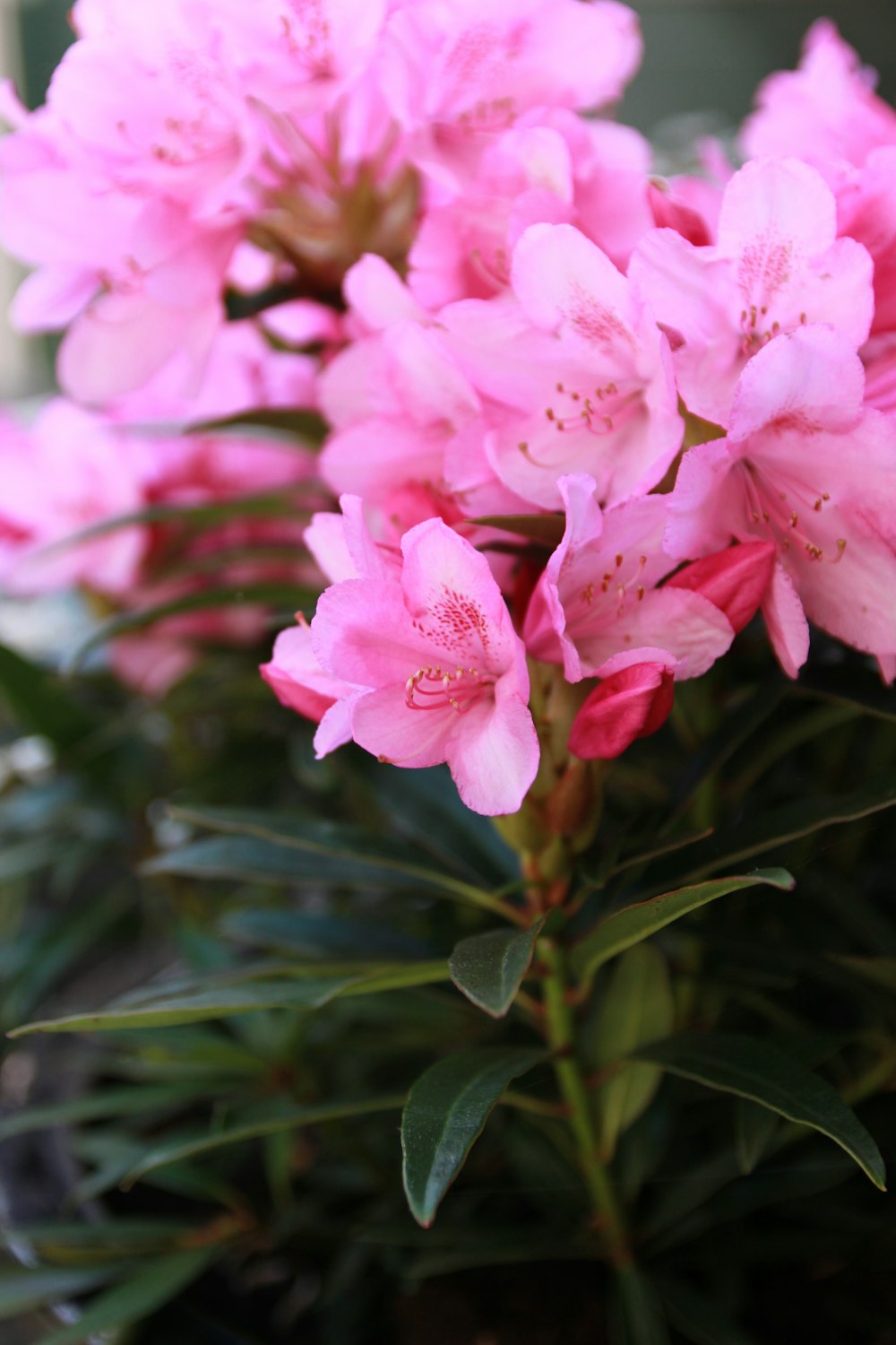 a group of pink flowers