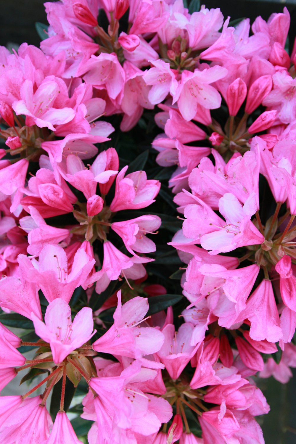 a group of pink flowers