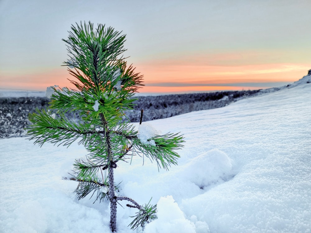 a tree in the snow