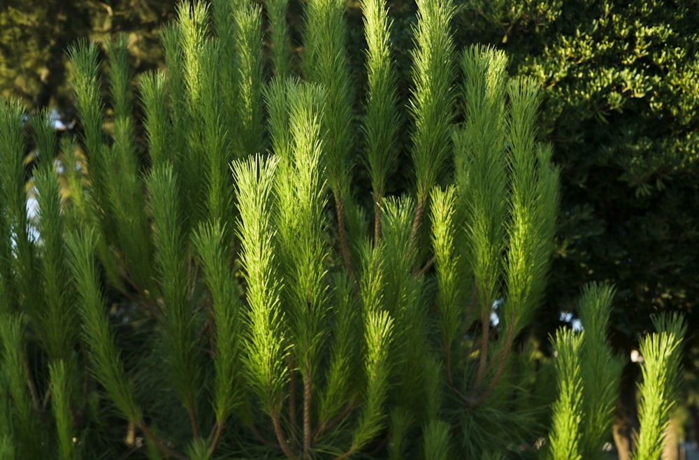 a group of plants