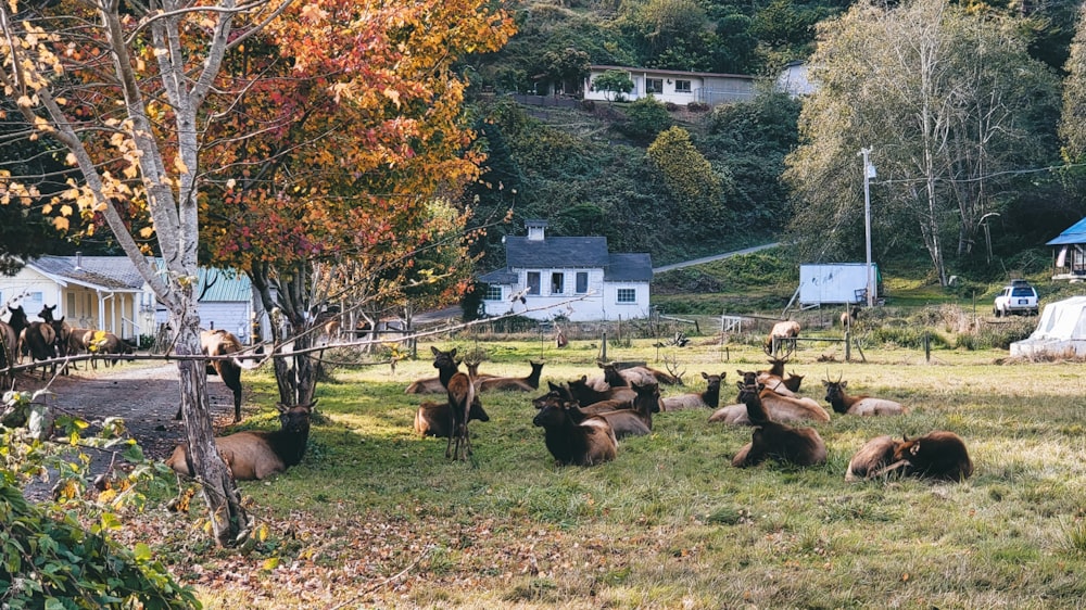 a group of animals lay in a grassy field