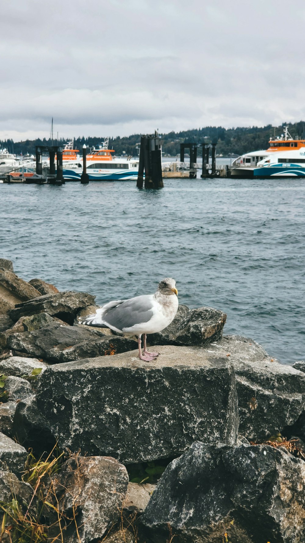 a seagull on a rock by the water