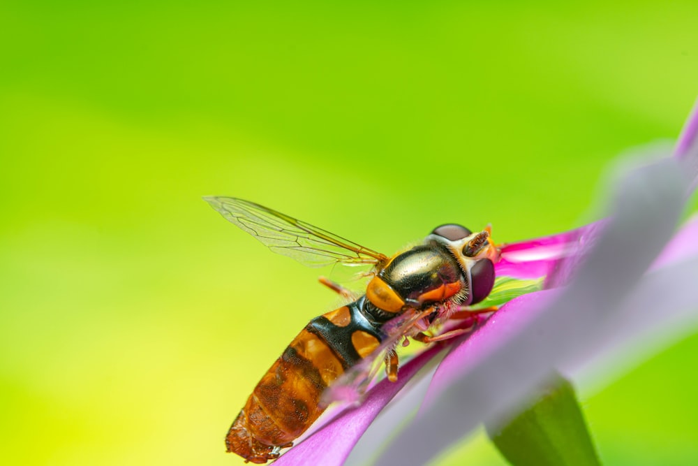 a close up of a fly