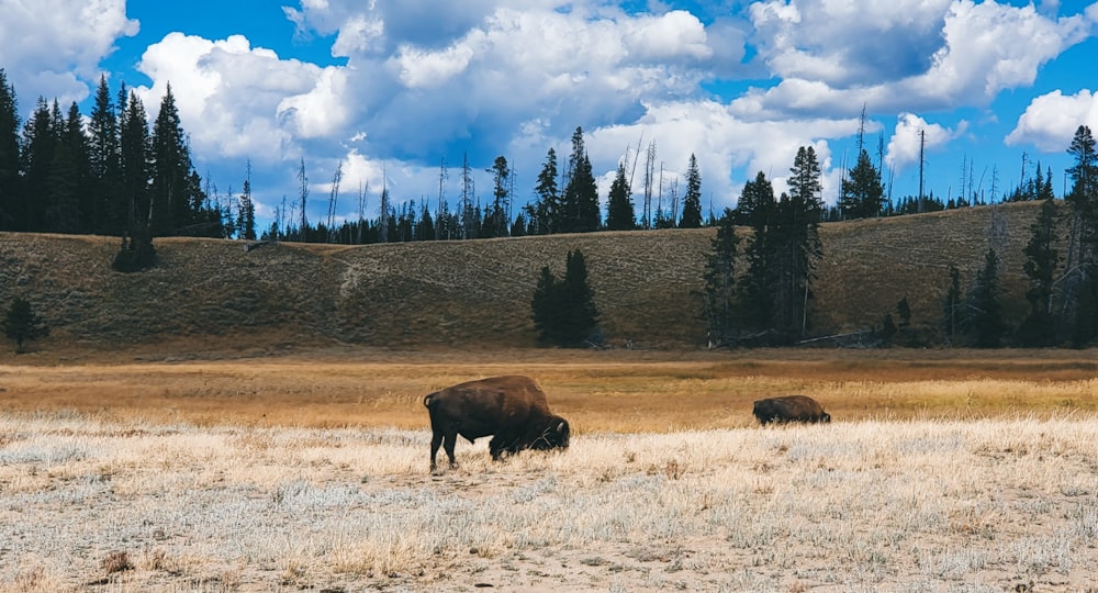 a group of animals in a field