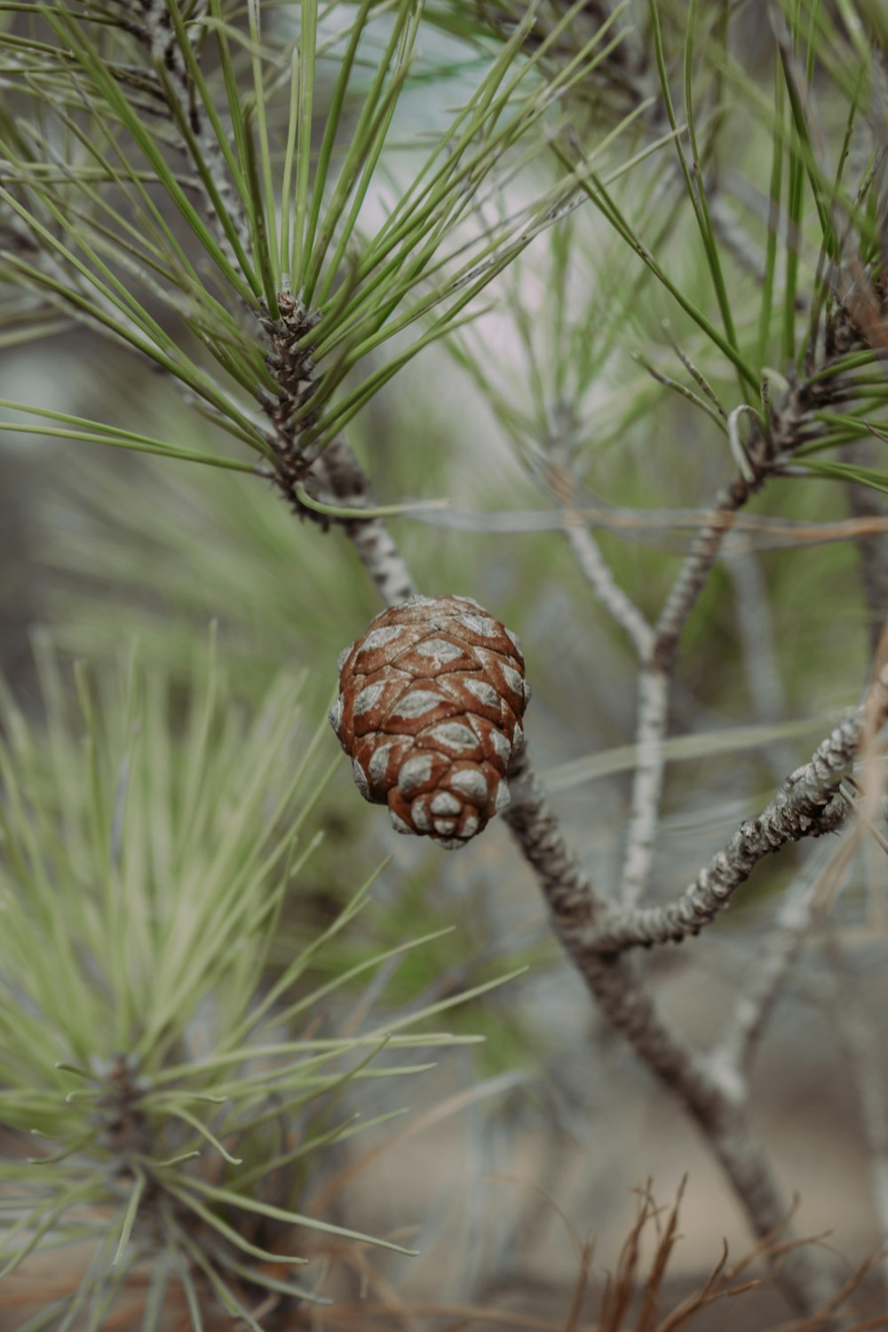 a pine cone on a branch