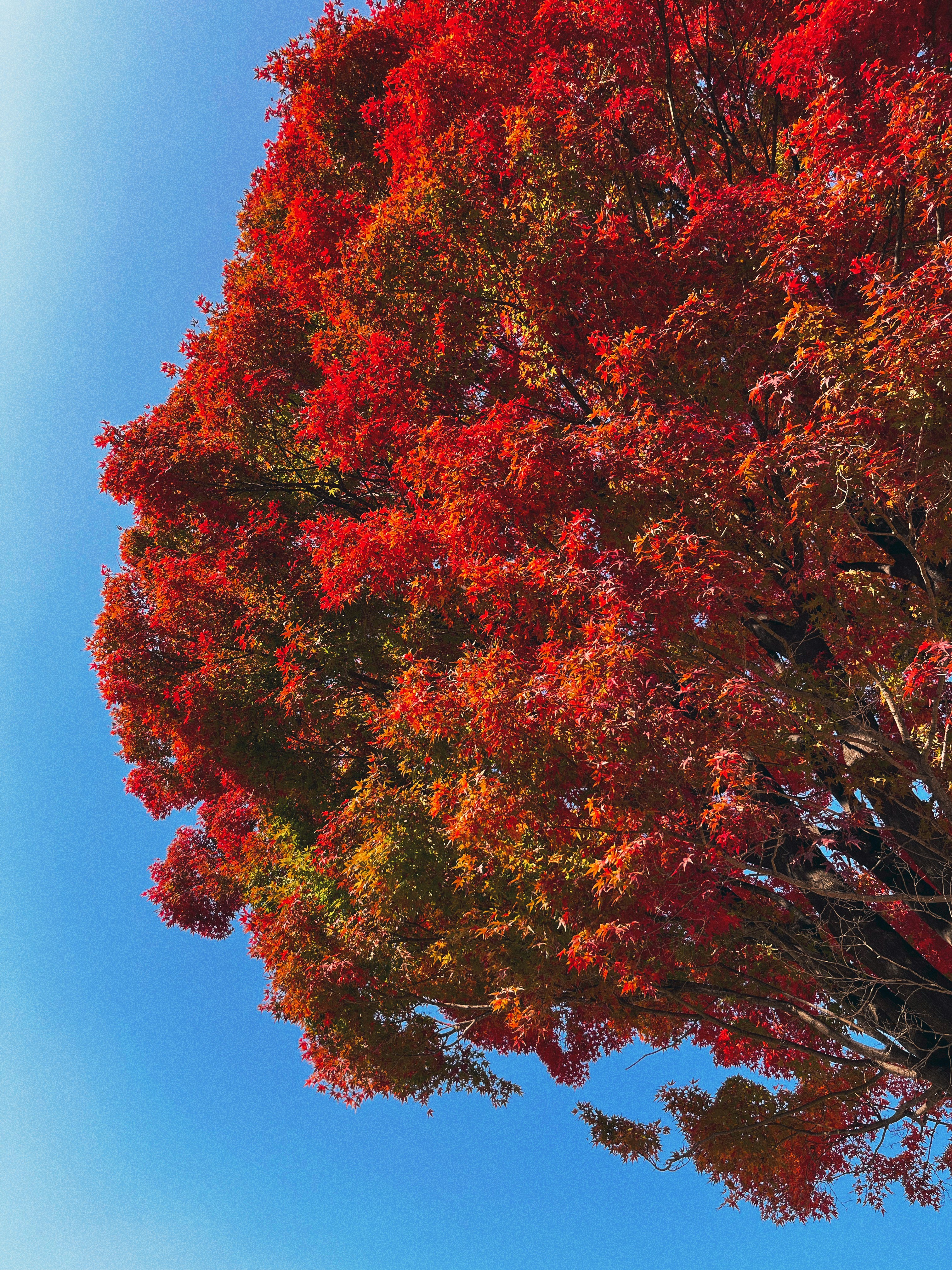 A tree with red leaves photo – Free 대한민국 Image on Unsplash