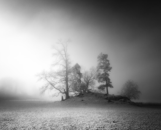 An atmospheric black-and-white photograph depicts a misty landscape, featuring a small hill with a group of bare trees. The fog envelops the scene, creating a sense of mystery and calmness. The ground appears dusted with snow or frost, adding to the desolate and serene ambiance.