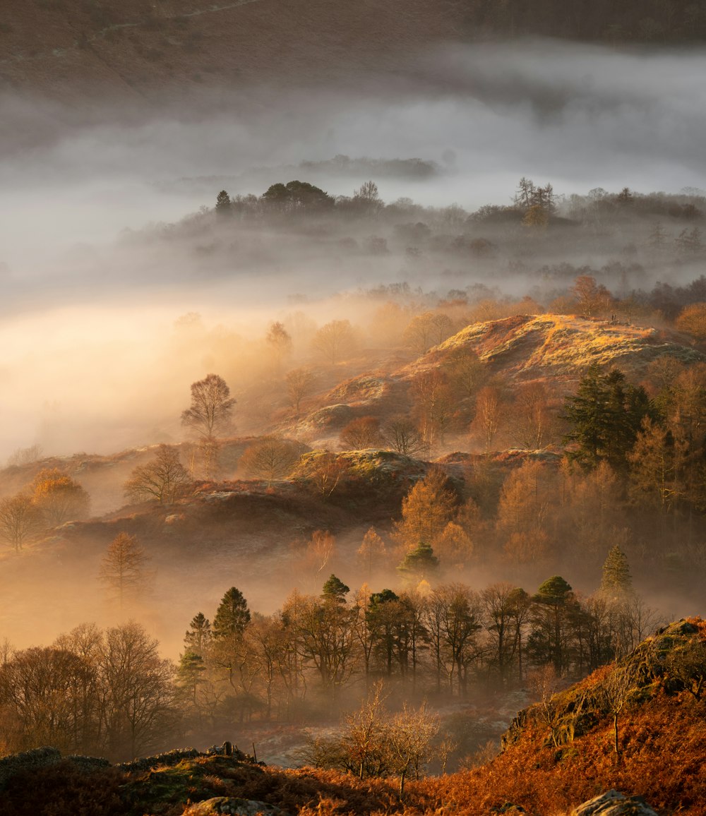 a foggy valley with trees and mountains in the background