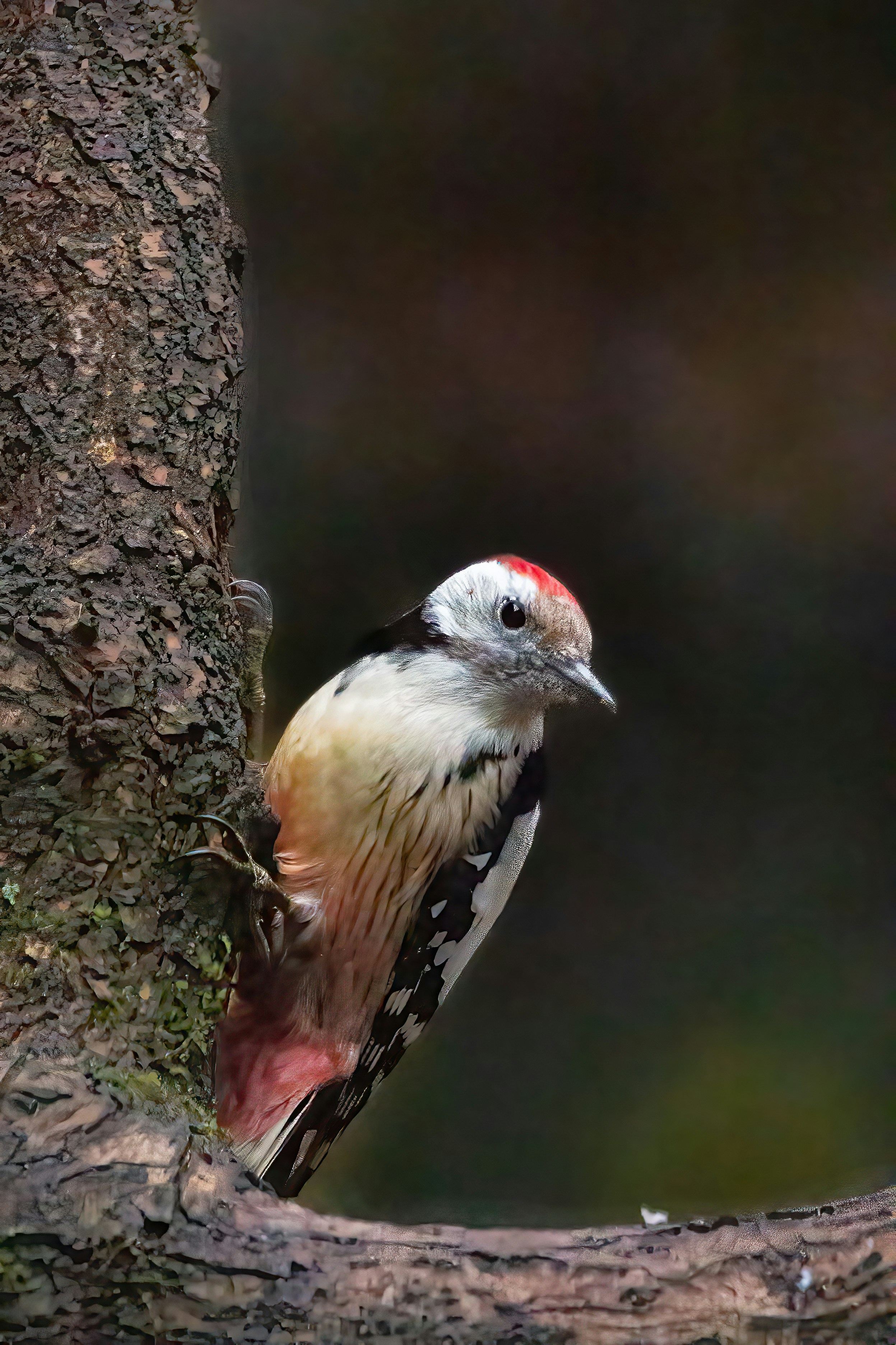 Woodpecker Shock Absorption (image credits: unsplash)