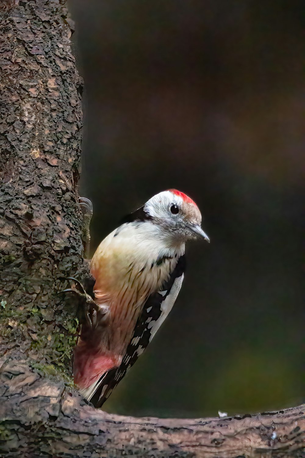 a bird sitting on a tree branch