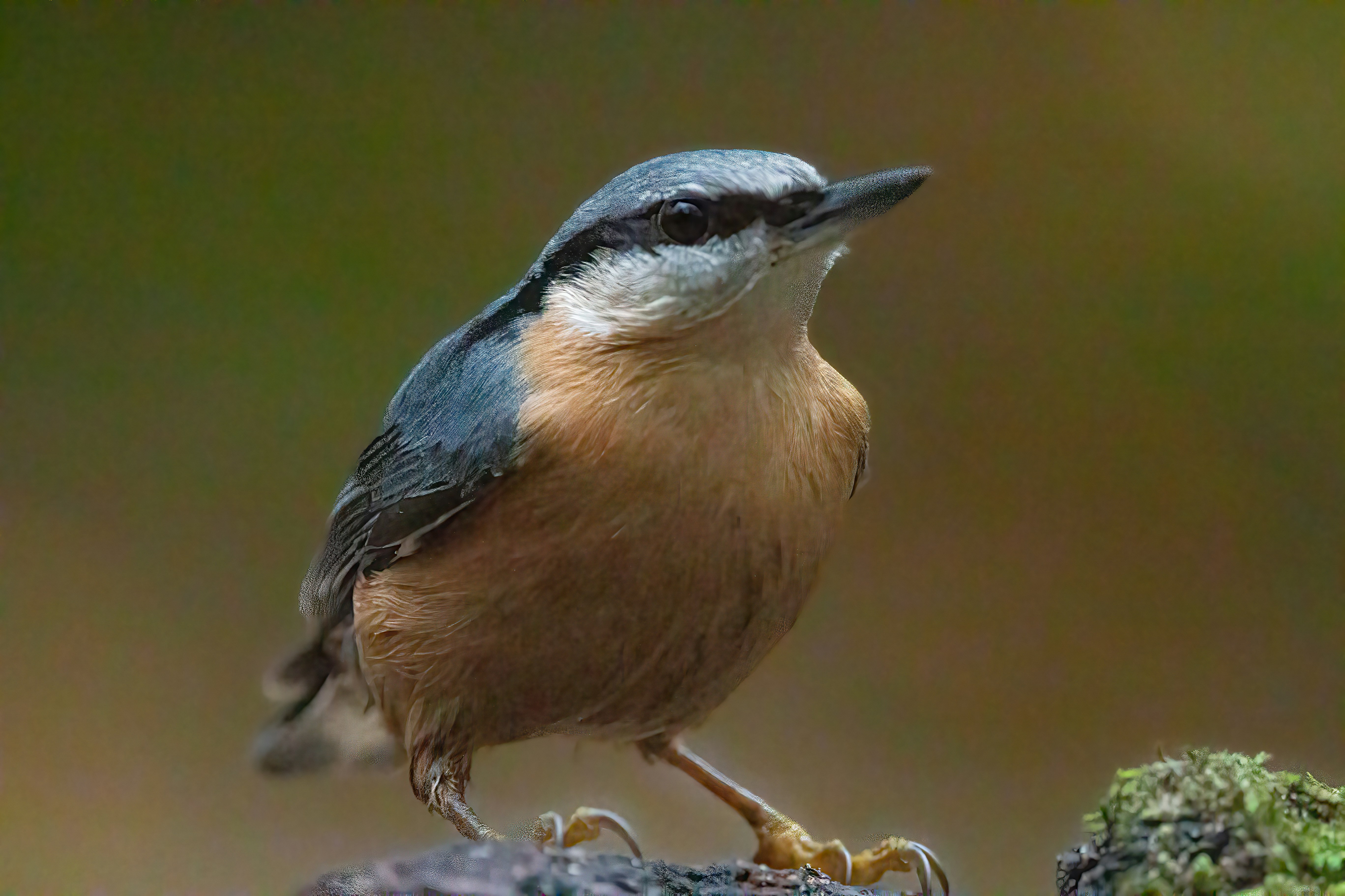 Photo by kennygoossen