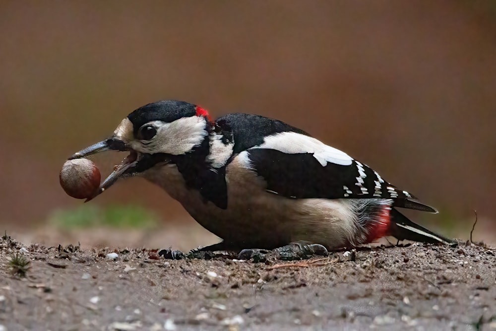 a bird with a nut in its mouth