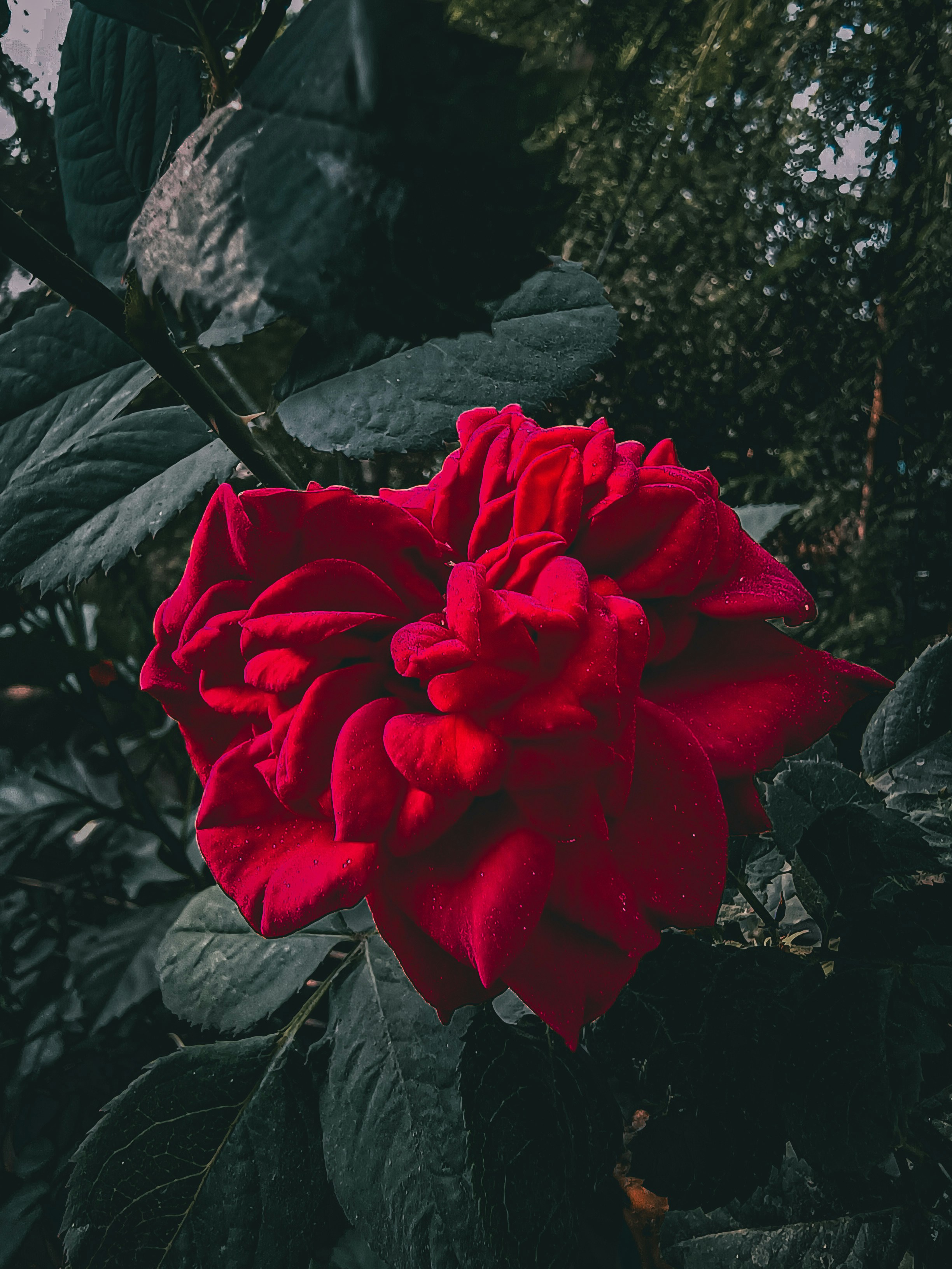 Photo by unlikelycreator