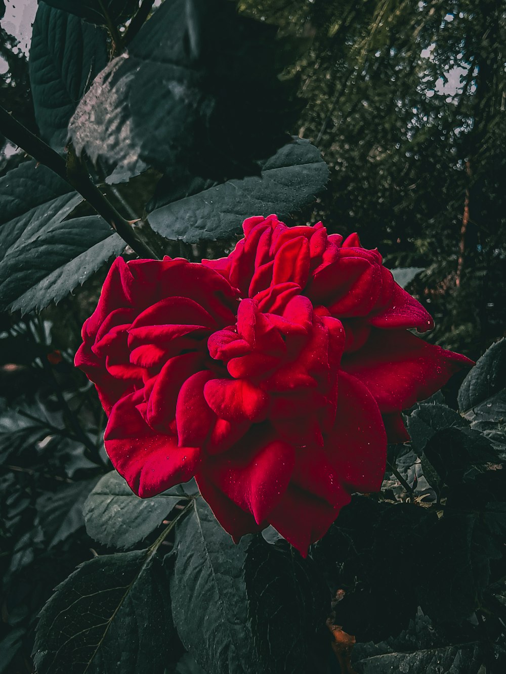 a red flower in a garden