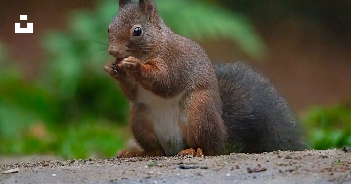 A squirrel eating something photo – Free Netherlands Image on Unsplash