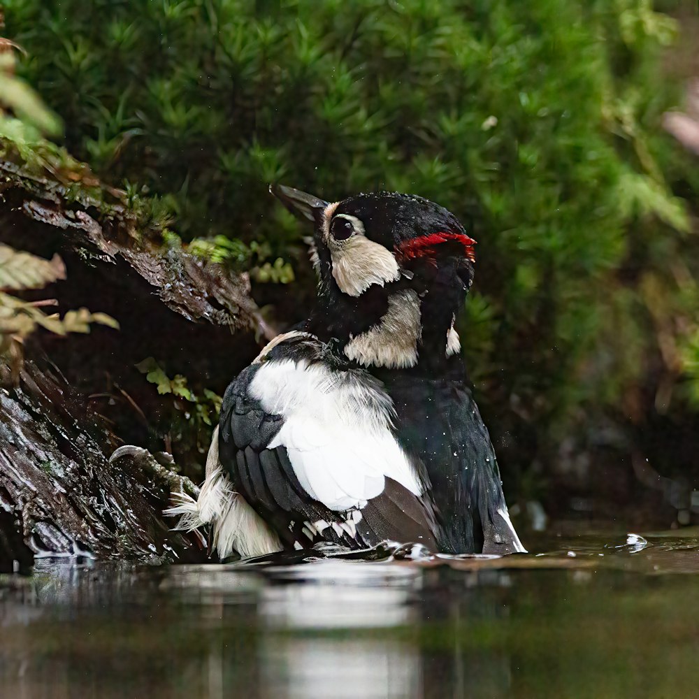 a bird sitting in water