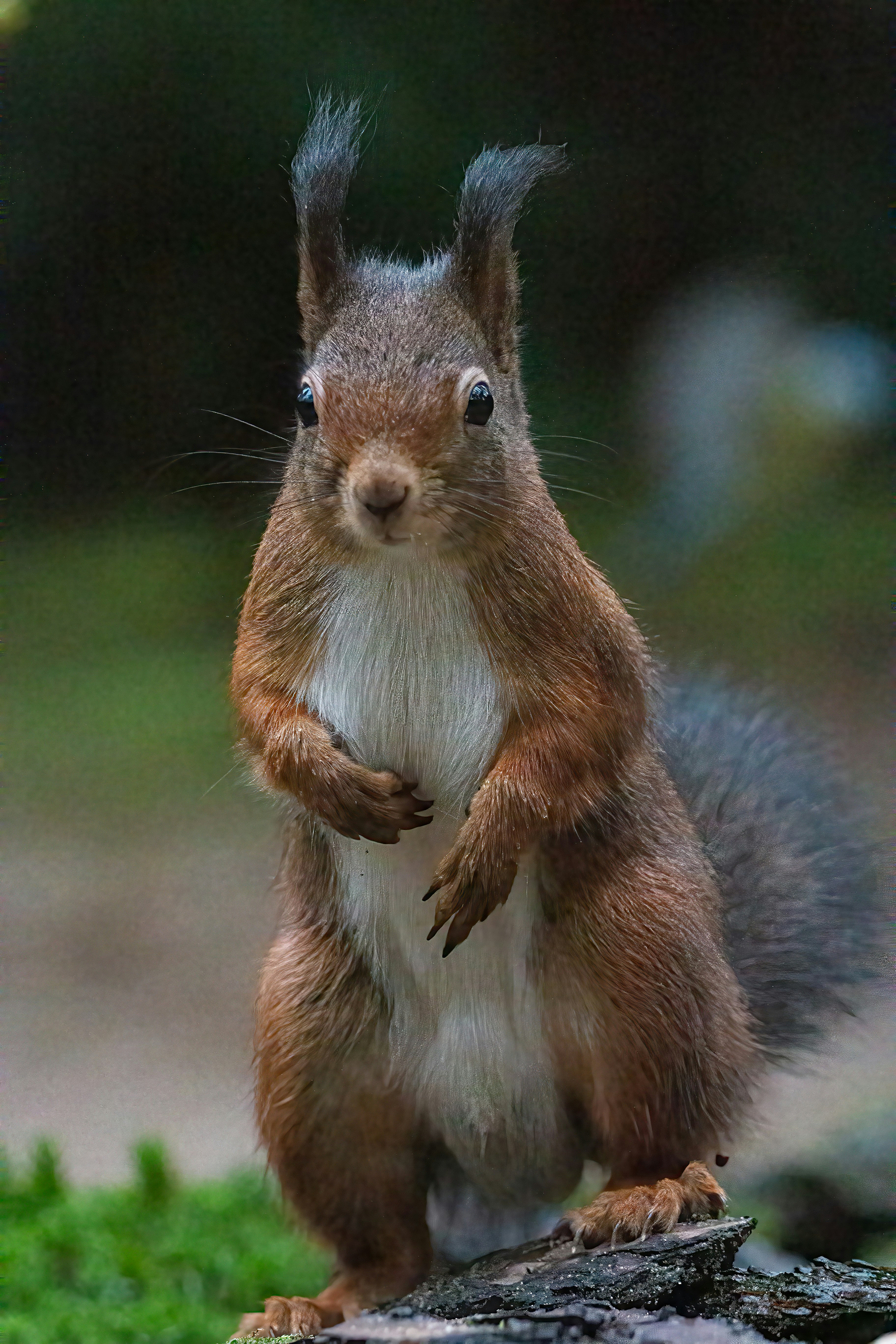 Photo by kennygoossen